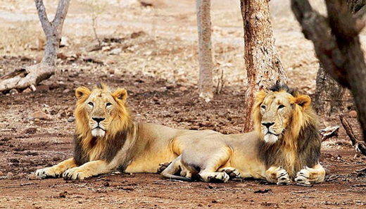 lions